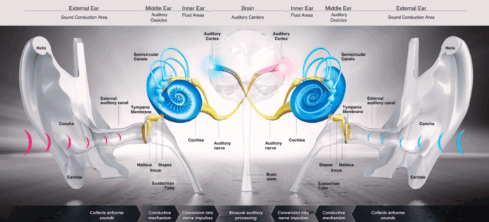 hitchons-hearing